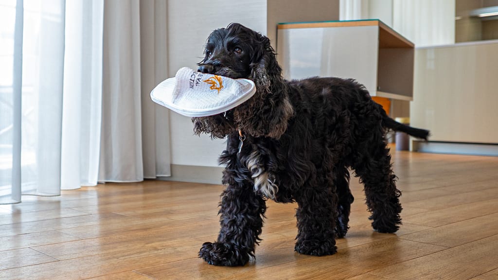 Cheval_Pet_Pampering (42 of 54)