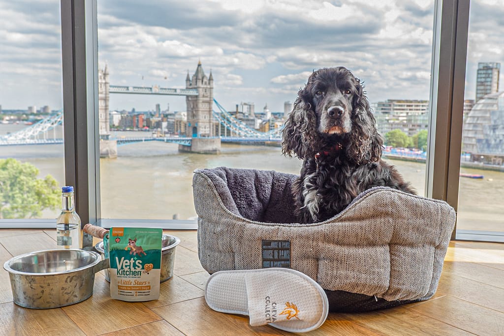 Cheval_Pet_Pampering (27 of 54)